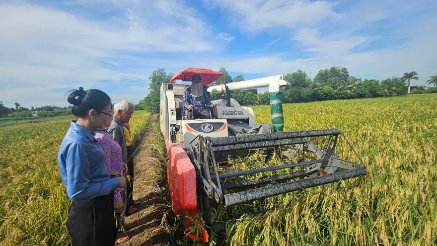 Nông dân TP.HCM trúng đậm lúa ST25 hữu cơ